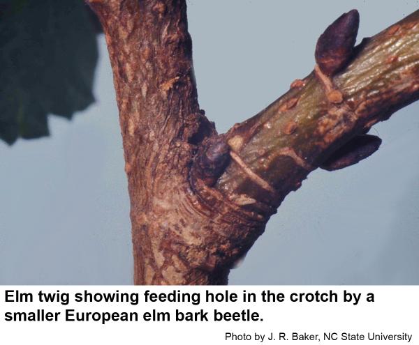 Elm twig showing feeding hole in the crotch by a smaller European elm bark beetle